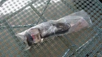 Antenex Gpsds 8063P Survivor Antenna 806-866 Mhz 3DB. Fixed Price $29.99.
